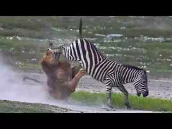 Video: THE TOP 10 || TOP 10 ANIMALS CAN ATTACK LION || Bear, Zebra, Giraffe, Rhino, Hippo,... vs Lion